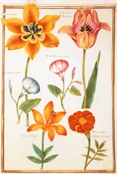 Deux tulipes, convolvulus, lilium bulbiferum et souci français